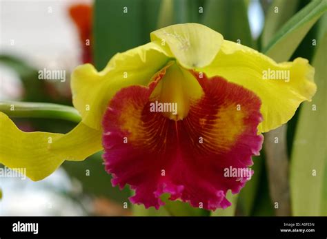 Beautiful Orchid On Display At The Royal Flora Ratchaphruek In