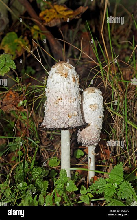 Shaggy Ink Cap Coprinus Comatus Fungi Stock Photo Alamy