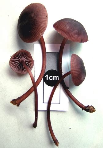 Virtual Mycota Mycena Podocarpi