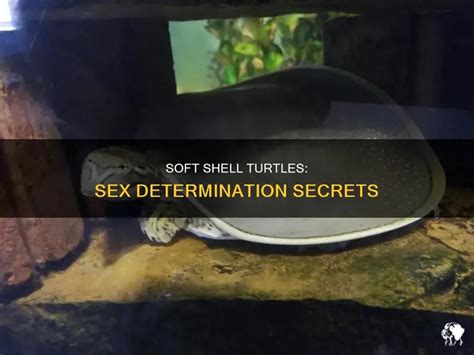Soft Shell Turtles Sex Determination Secrets PetShun