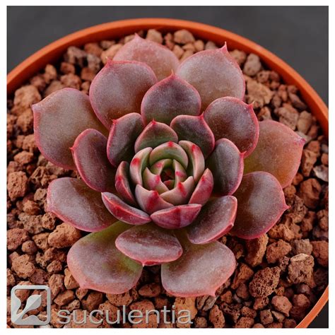 Echeveria G Nesis Suculentia Venta Online De Suculentas Y Plantas