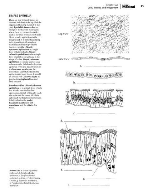 Epithelial Tissue Worksheet Answer Key Printable Calendars At A Glance