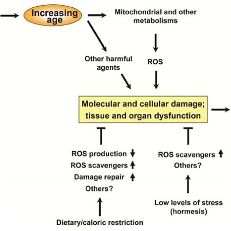 The Effects Of Oxidative Stress On Aging Oxidative Stress E G