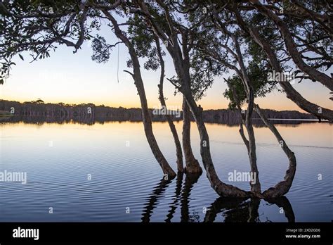 Lake Ainsworthlennox Head In New South Wales Tea Tree Stained