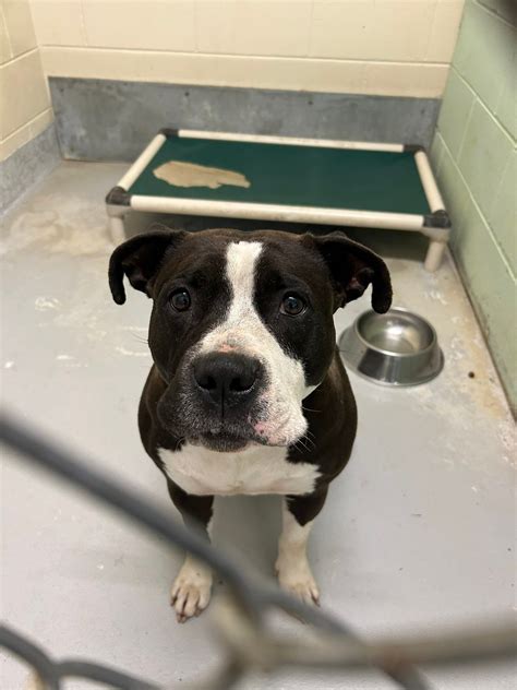 surry county animal shelter 1