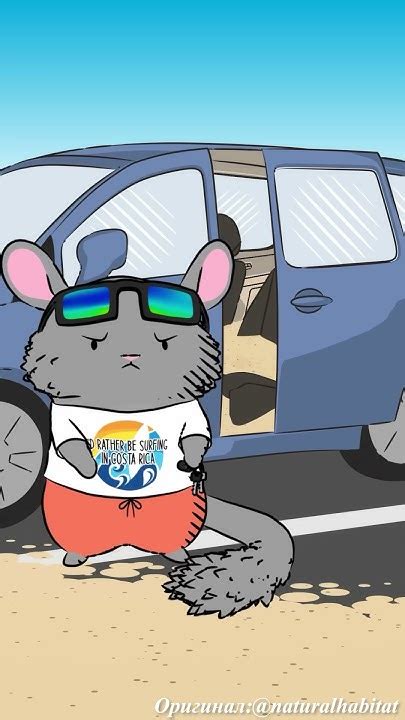 Шиншиллы принимают пылевые ванны, чтобы очистить свой мех и избавиться ...