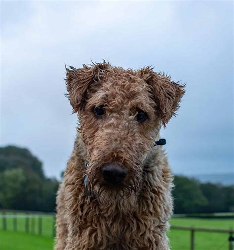 Airedale Terrier Coat: Colors, Patterns, and Feel - A-Z Animals