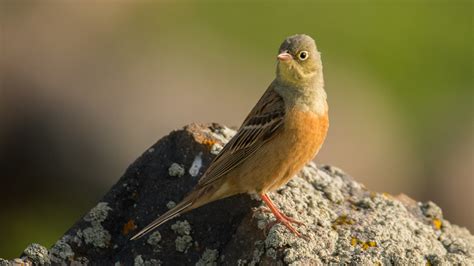 Ortolan The Controversial French Delicacy Youll Probably Never Try