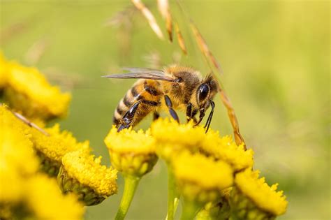 bees important