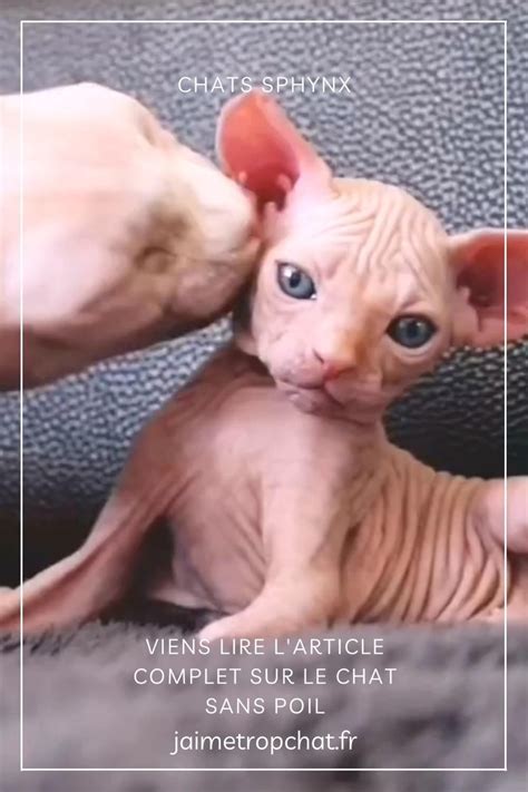 Sphynx Kittens Are Out Of This World Cute With Their Alien Faces And