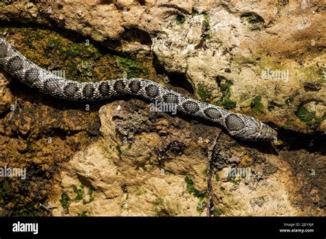 Horse Whip Snake Seen Hugging A Wall Along The Drying River Bed Of The