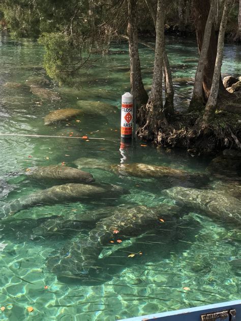 How to legally Swim with Manatees in Crystal River, Florida • Seeing Sam