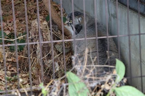 旭山動物園（北海道旭川市） 20201111 120946 「マヌルネコ」 北海道の動物園・水族館