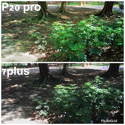 Snapshot with my iPhone and Huawei, which one you like more? : r/Huawei