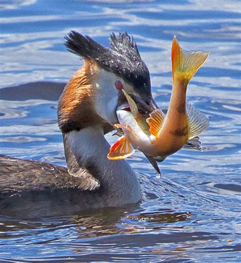 Great Crested Grebe in 2024 | Animal study, Beautiful birds, Bird