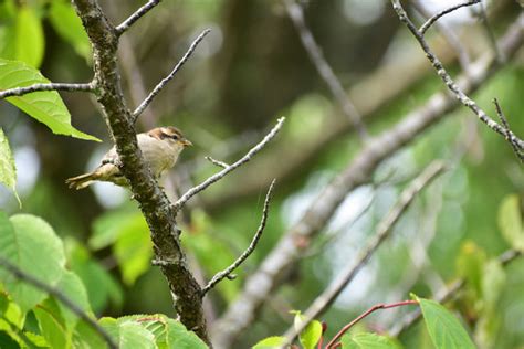 「木に止まる鳥」の写真素材 23454件の無料イラスト画像 Adobe Stock