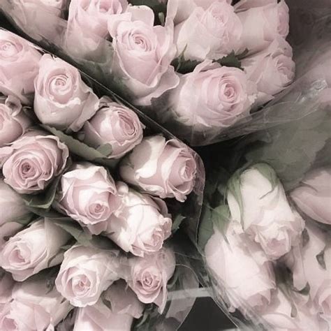 pretty pink roses bouquet soft pink roses aesthetic coquette flower
