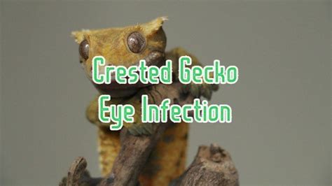 Crested Gecko Eye Infection: Symptoms, Treatment & Prevention