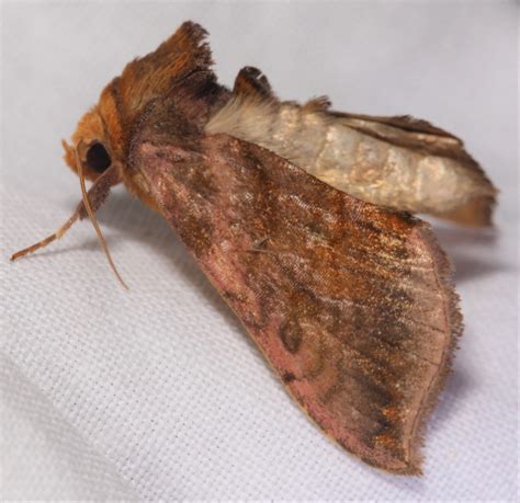 Maryland Biodiversity Project Unspotted Looper Moth Allagrapha Aerea