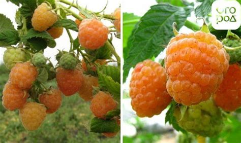 Самые популярные сорта крупноплодной малины | В саду (Огород.ru)