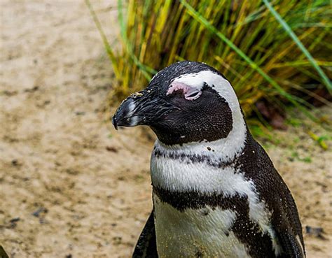 Endangered African Penguin Background Images, HD Pictures and Wallpaper