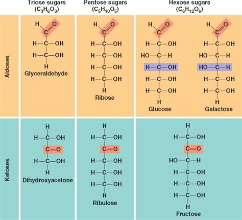 Monosaccharideshtml 0503monosaccharides
