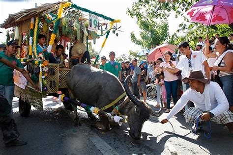 The Carabao Festival in Bulacan - Where Carabaos Kneel in Front of the ...