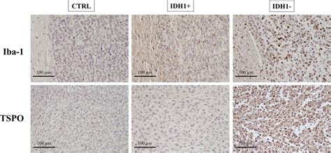 U87 Human Derived Hgg Cell Lines Idh1 | ATCC | Bioz