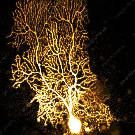 Purkinje Nerve Cell Confocal Micrograph Stock Image C