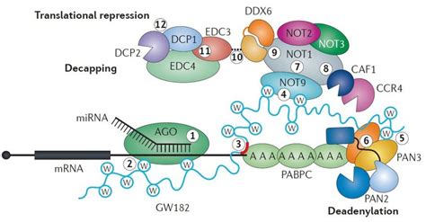 Proposed Mechanisms Of MiRNA Mediated Target Gene Silencing The MiRISC