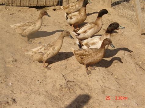 6+ Duck Eggs Pure Breeds Cayuga-Khaki Campbell-Magpie (14 eggs total ...