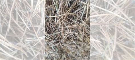 Хвойные иголки для мульчирования почвы купить во Владимире | Хобби и ...