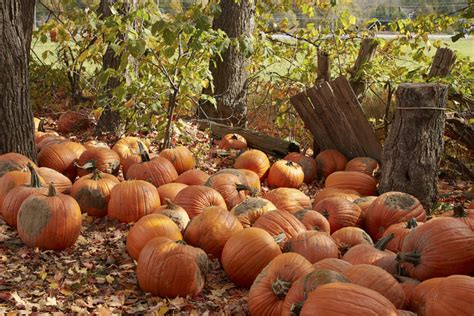 Fall Pumpkins Free Stock CC0 Photo - StockSnap.io