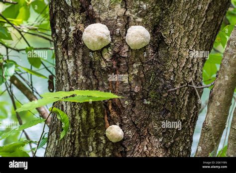 White Tree Fungus Hi Res Stock Photography And Images Alamy