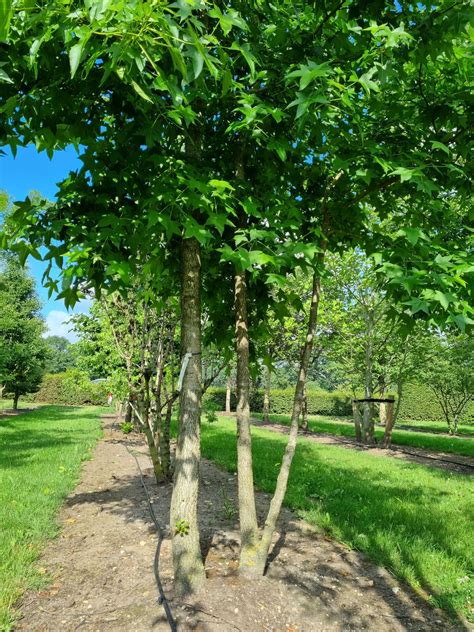 Grote Meerstammige Amberboom Kopen Ten Hoven Bomen