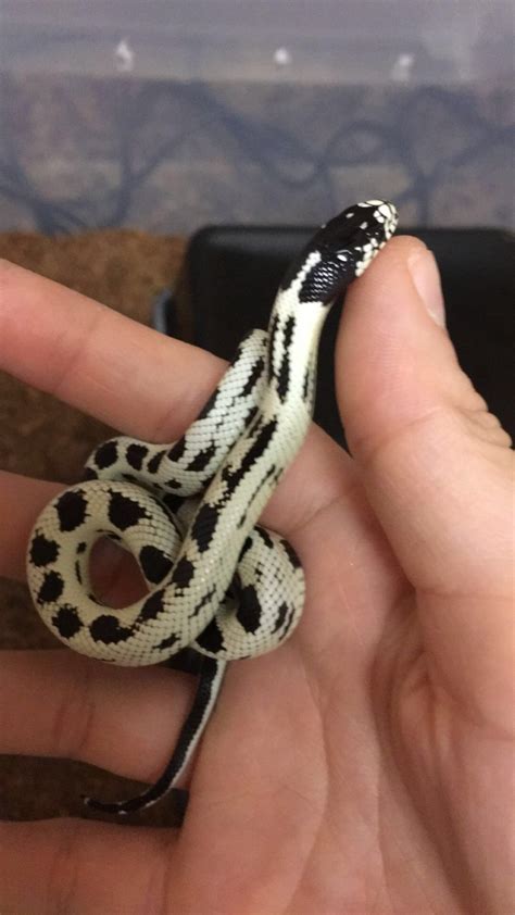 Chaos My High White California King Snake California King Snake Pet