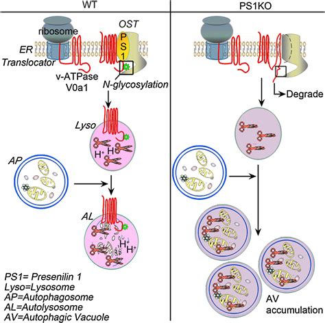 Lysosome Autophagy