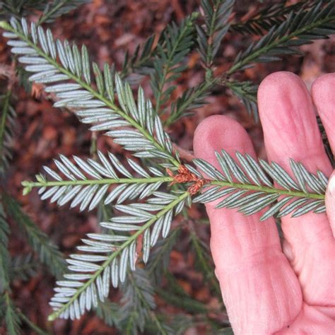 coast redwood tree 9