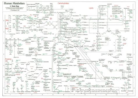 Human Metabolism Map Biochemistry Molecular Biology