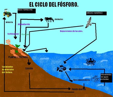 Ciclos Biogeoquimicos Ciclo Del Fosforo