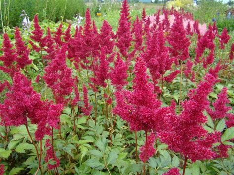 Саженцы астильбы многолетней - купить в Санкт-Петербурге в каталоге ...