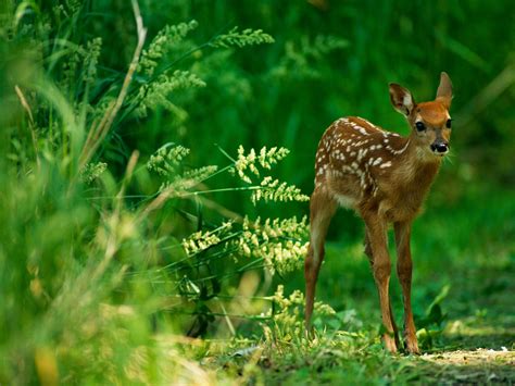 cute baby fawn