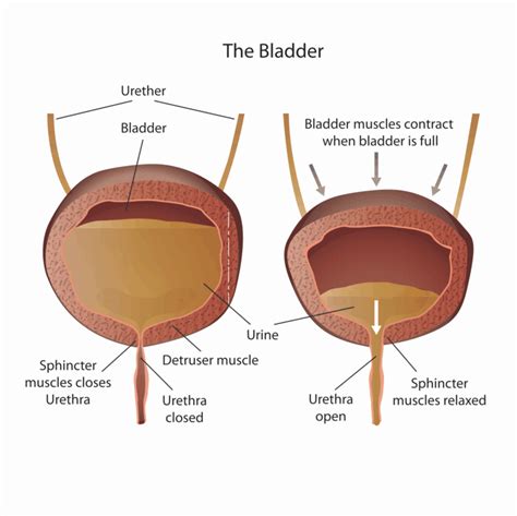 Why You Should Never Hold Your Bladder : Conscious Life News