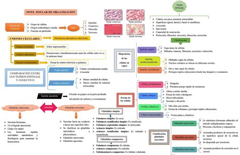 Mapas Del Cap Tulo Nivel Tisular De Organizaci N Mind Map