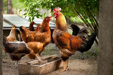Влажный корм для кур: особенности приготовления, рецепты