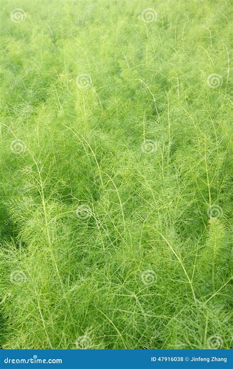 Cumino fotografia stock. Immagine di verdura, verdure - 47916038