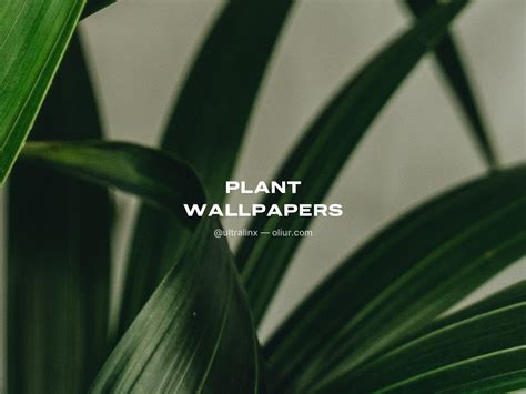 Anyone Have This Wallpaper From Oliur Plant Wallpapers R