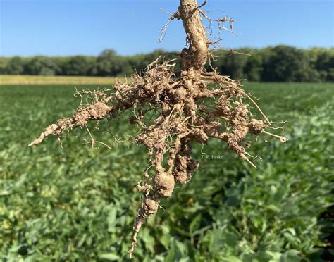 Field Performance Of Forty Three Soybean Varieties Against The Southern