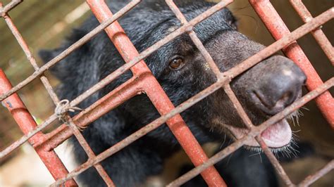 Vietnam Bear Bile Rescue Sitename