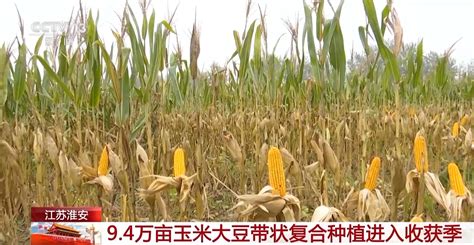 金橙橙 黄灿灿！这里94万亩玉米大豆带状复合种植进入收获季→ 荆楚网 湖北日报网